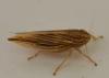 Mocydia crocea